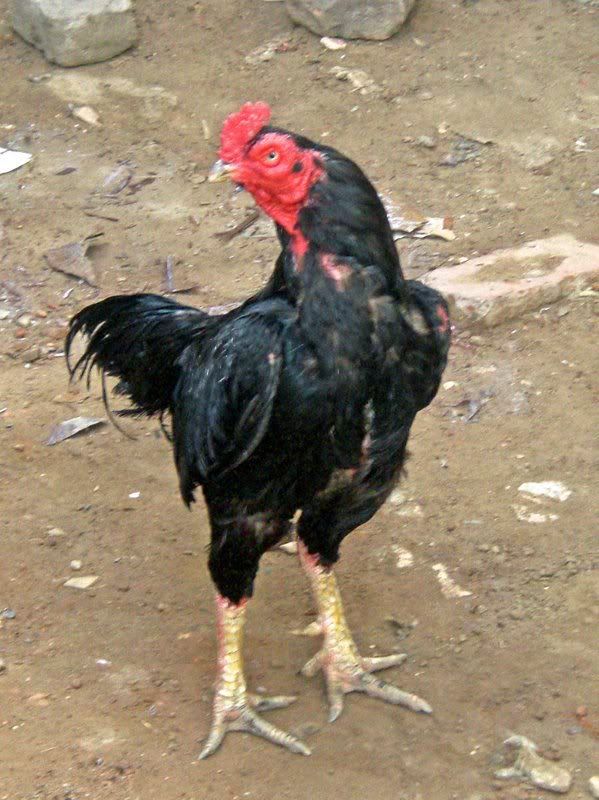 Aseel Rooster Rampuri From India By Faique Umer Pictures