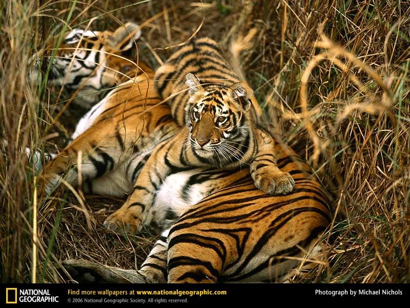 bengal-tigers-two-cubs.jpg bengal tiger , 2 cubs image by lewis_album