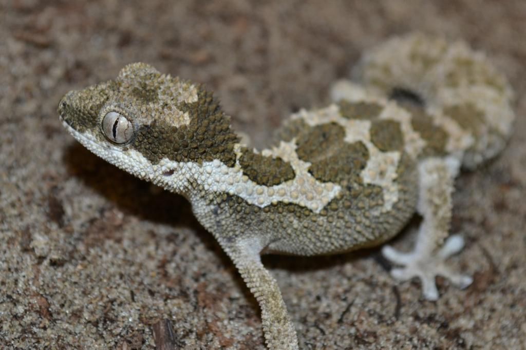 DSC_1195_zps49497029.jpg