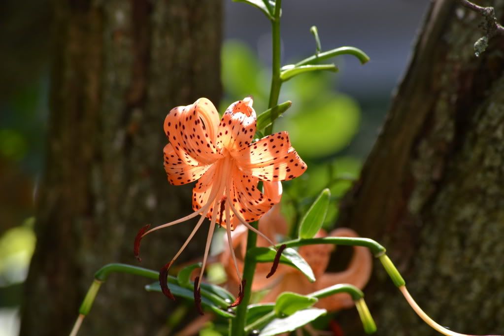 DSC_0663.jpg