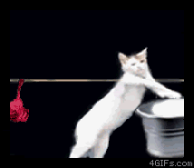 Cats Doing Laundry