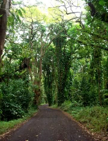 tree lined road, Puna Pictures, Images and Photos