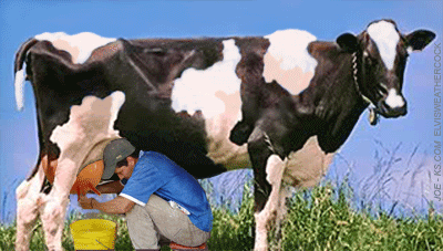 milking-a-cow-J.gif