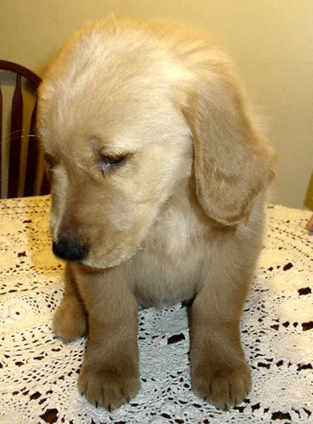 golden retriever puppies for sale in michigan. Golden Retriever Puppies