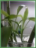 Eric's bamboo plant