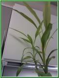 healthy bamboo plant