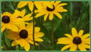 four yellow and black flowers