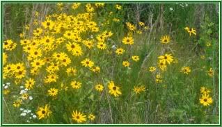 a patch of yellow and black flowers