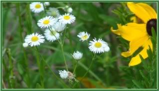 one yellow flower with many white flowers