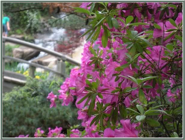 big fushia azalea bush