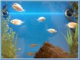white fish in a tank