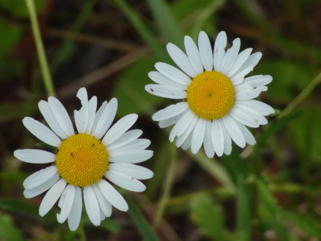 the same two daisies closeup showing the bugs