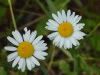two tiny little daisies