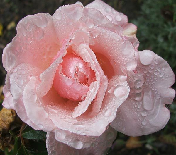 full pink rose with raindrops