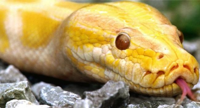 yellow snake