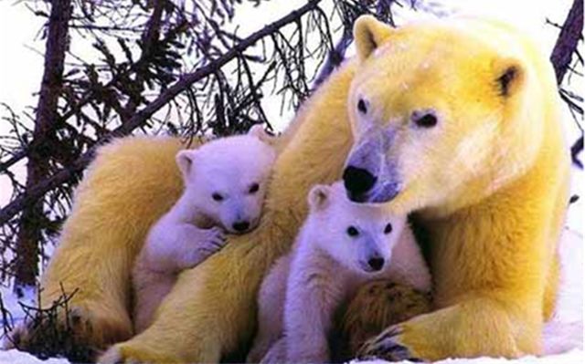 polar bears