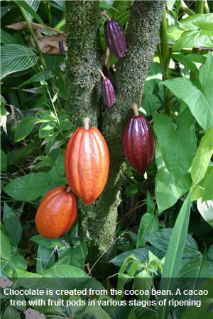 cocoa pods