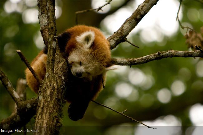 panda sleeping in tree