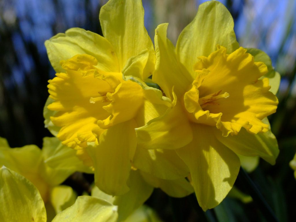 daffodils