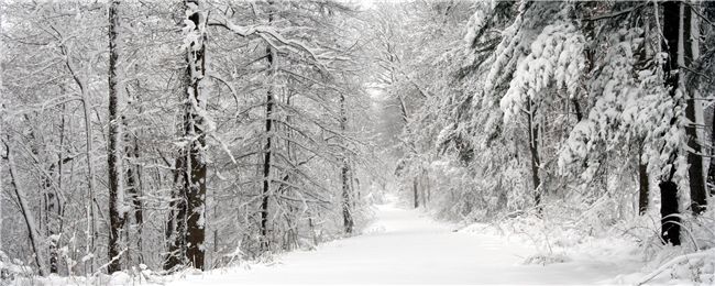 snowy lane