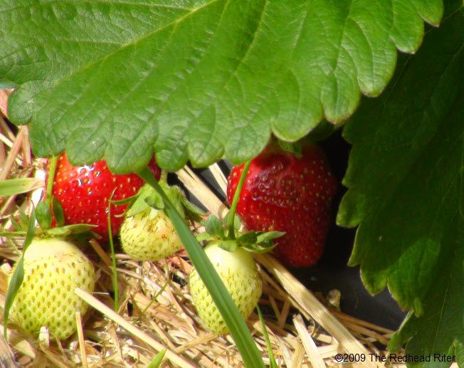 view 1 strawberries on plant