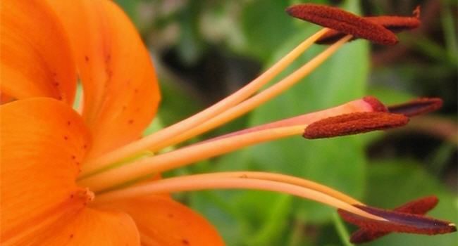 orange flower with stamens