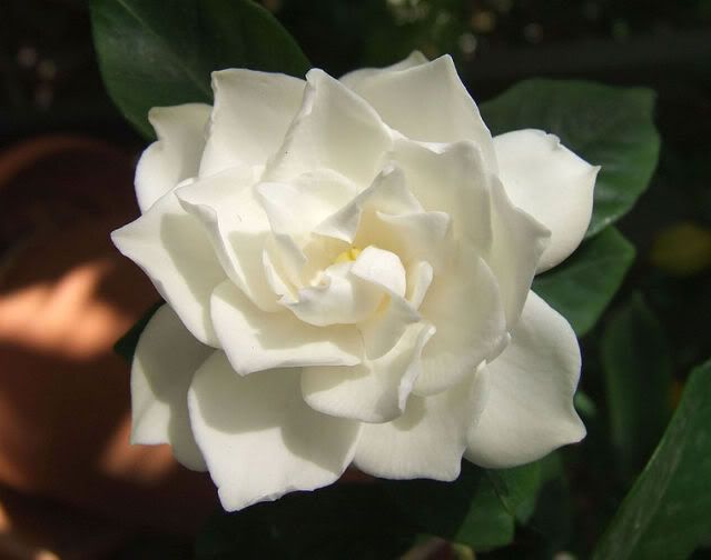 A gardenia