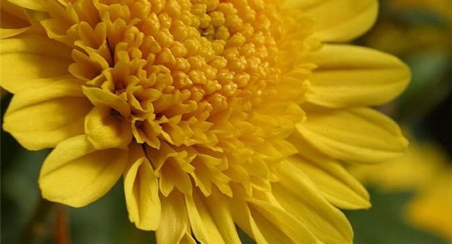flower yellow mum