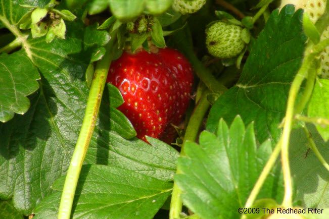 view 2 strawberries on plant