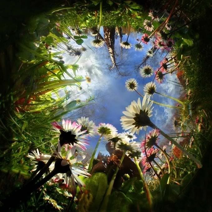 looking up into a flower garden