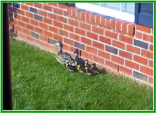 mama duck with her babies