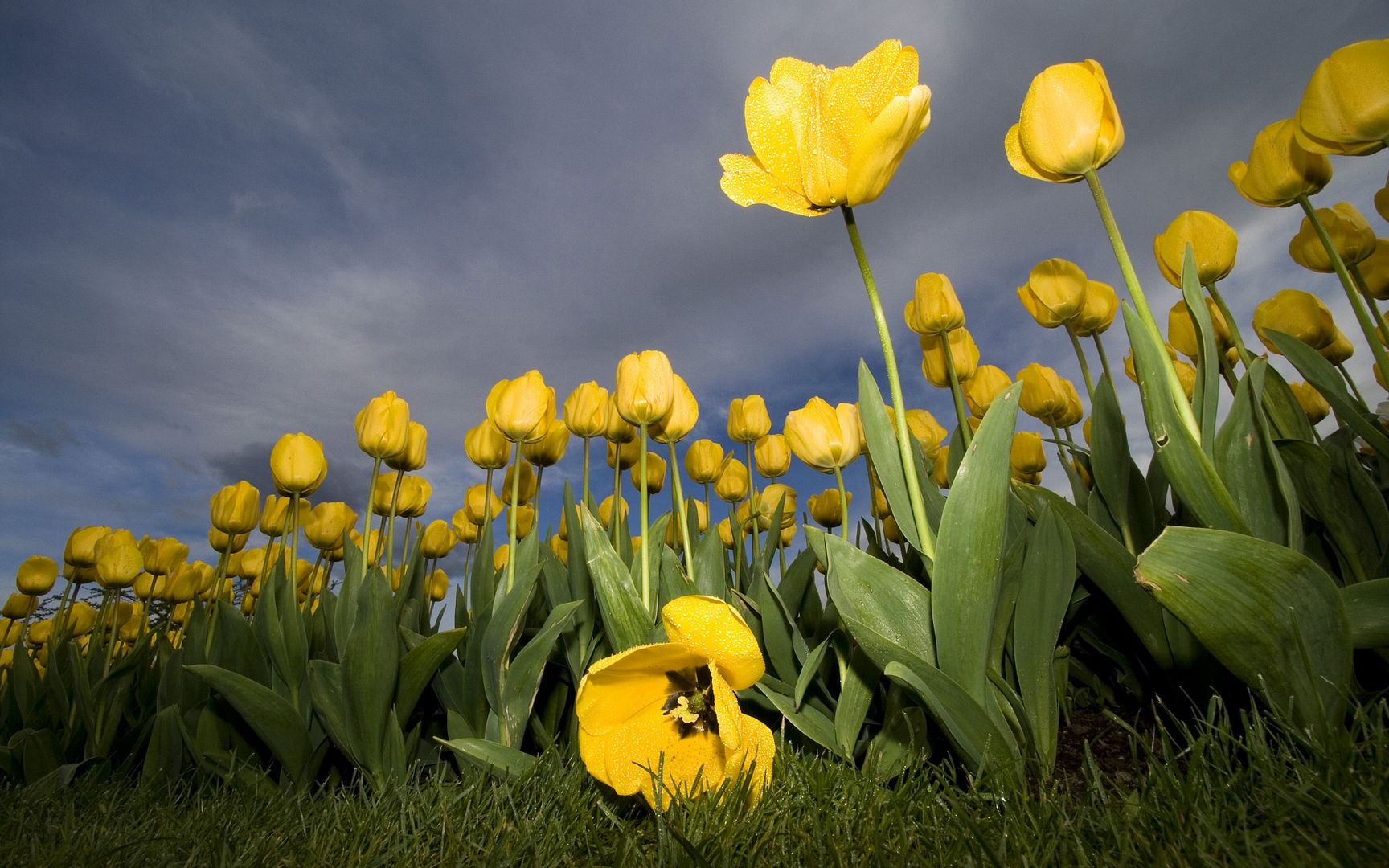 field of yellow flowers