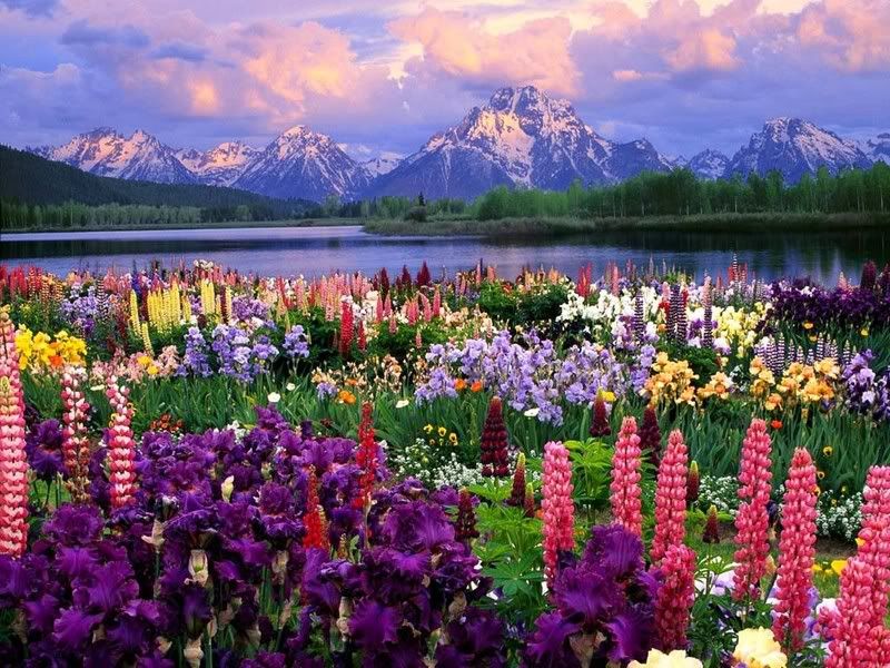 flower garden in the valley