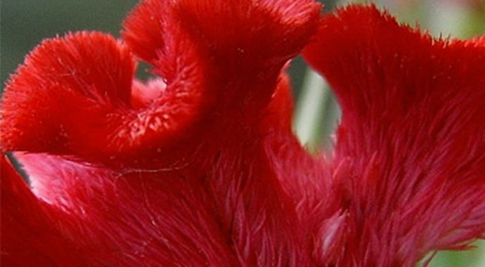 closeup of cockscomb flower