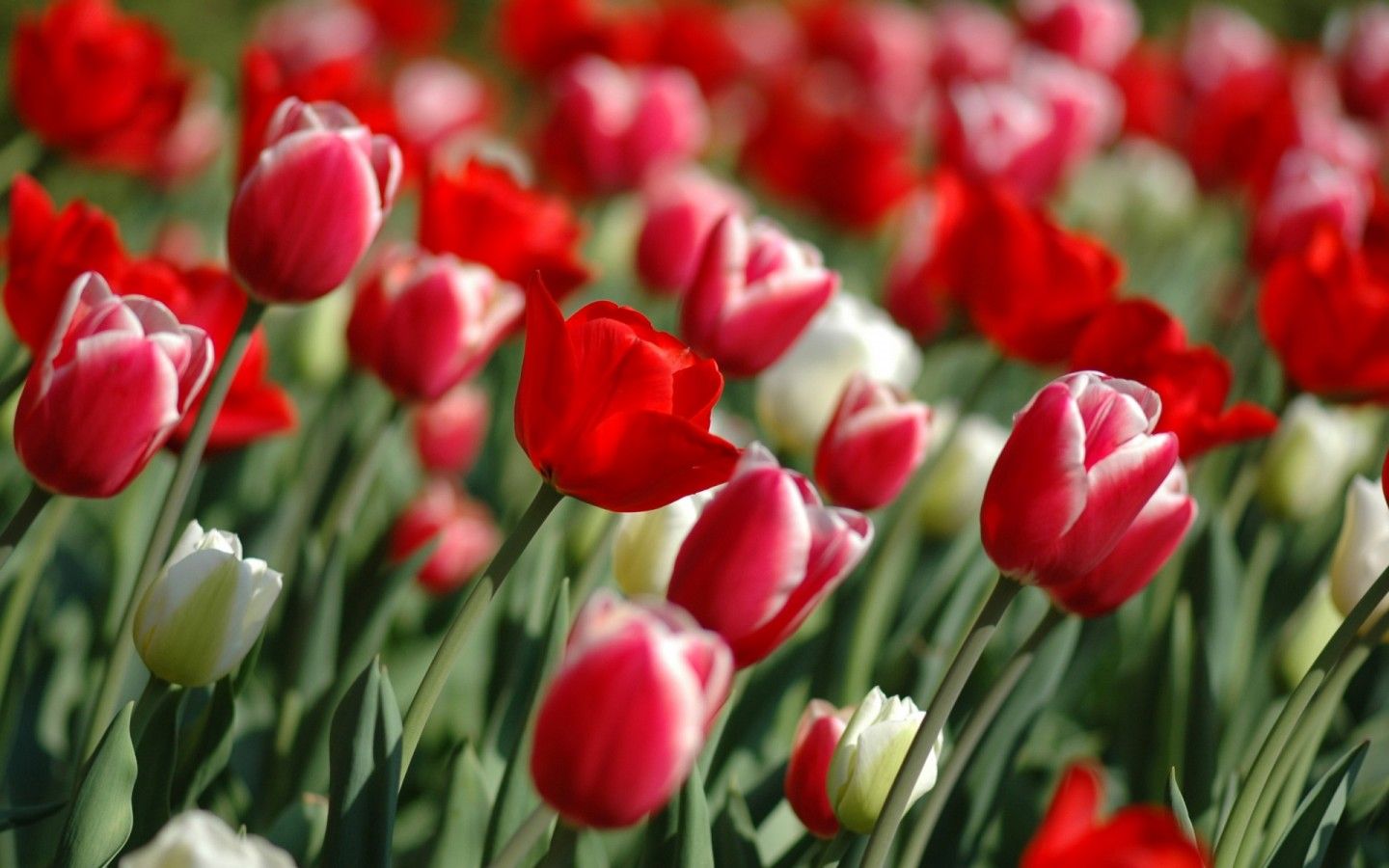 field of red tulips