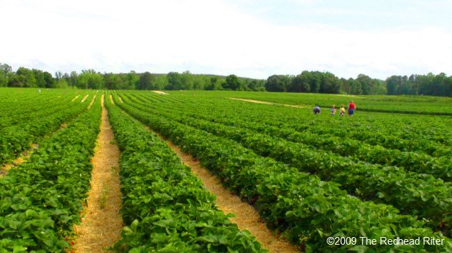 straight rows of the strawberry fields