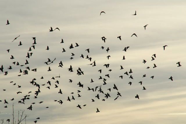 flock of birds