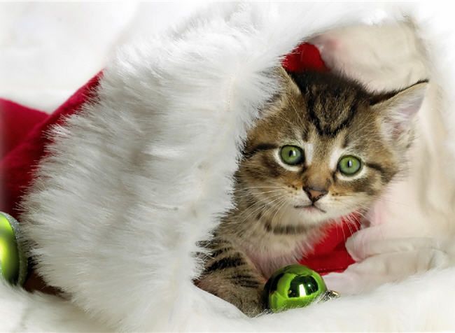 kitty in stocking