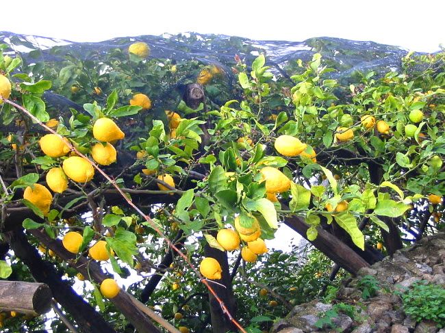 lemons hanging on the tree