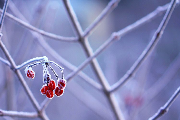 icy red berries