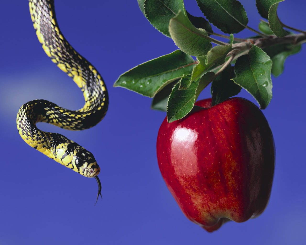 The blog apple and woo snake