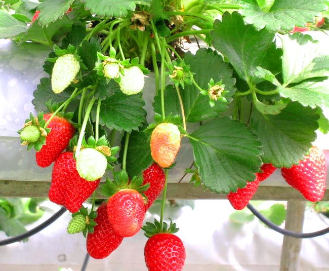 strawberries hanging on the vine