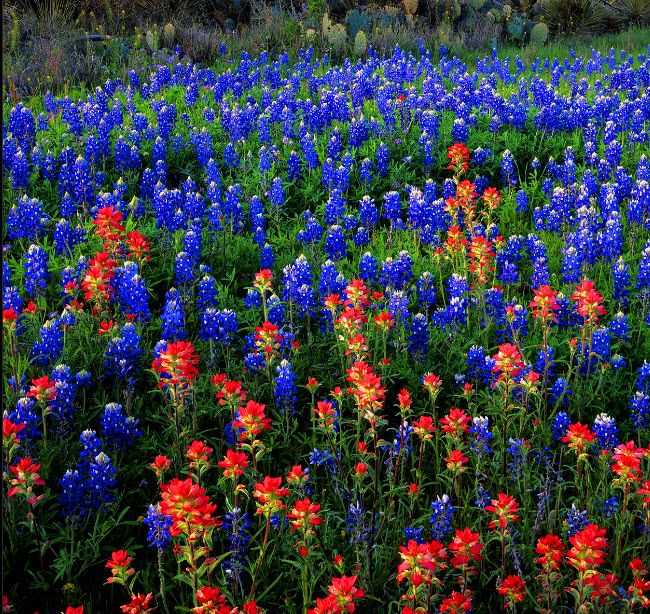 Bluebonnets