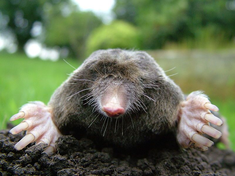 redheaded mole