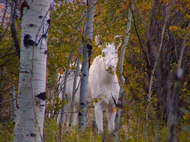 Albino Moose