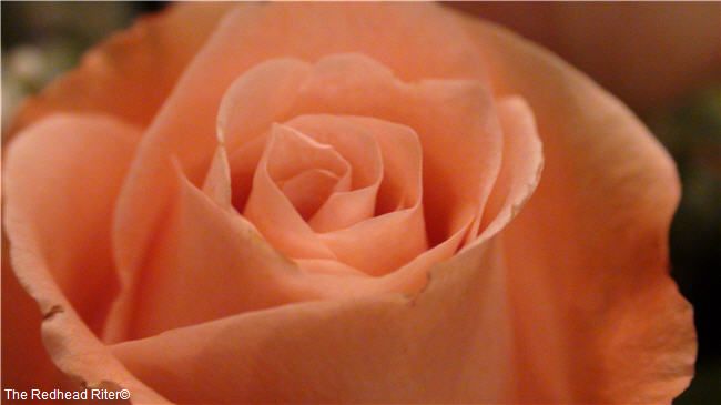 peach rose