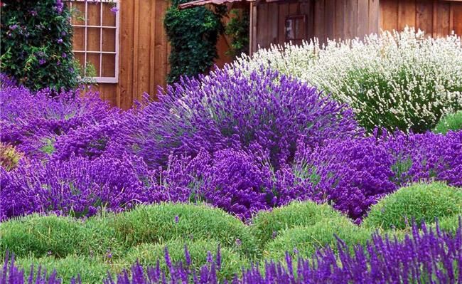 purple lavender