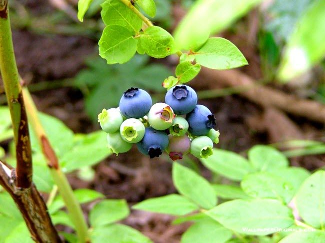 blueberries hanging on the vine