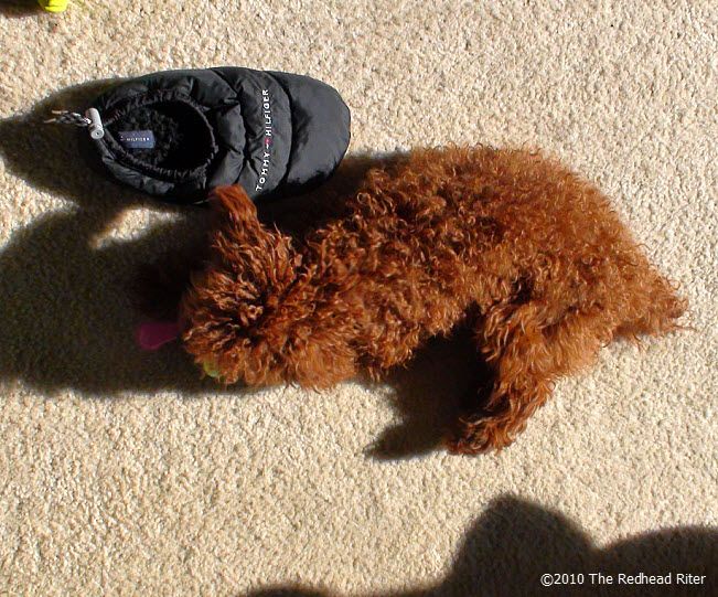 Bella the redhead dog