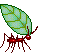 ant with leaf walking around prissy girls